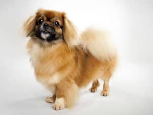 tibetan spaniel grooming and coat care