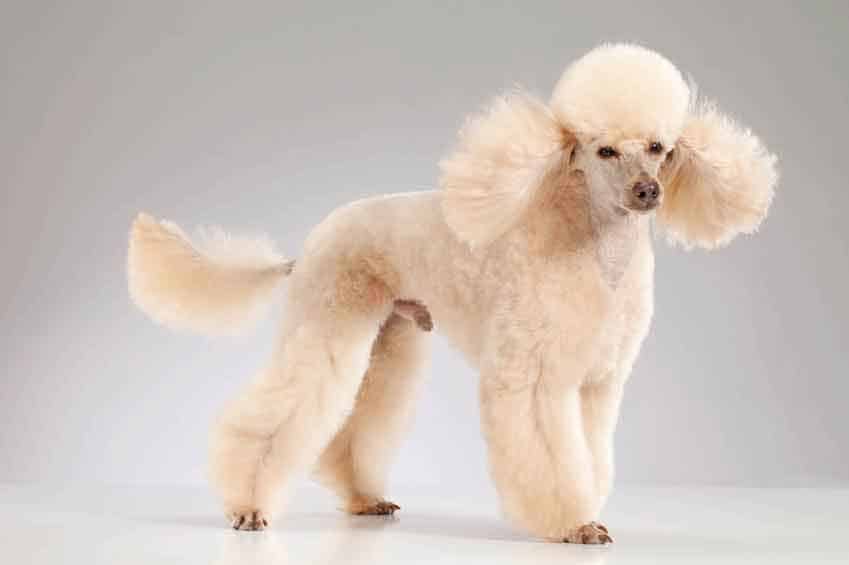 utility or sporting clip for a poodle
