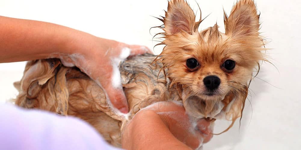 james wellbeloved light 12.5 kg