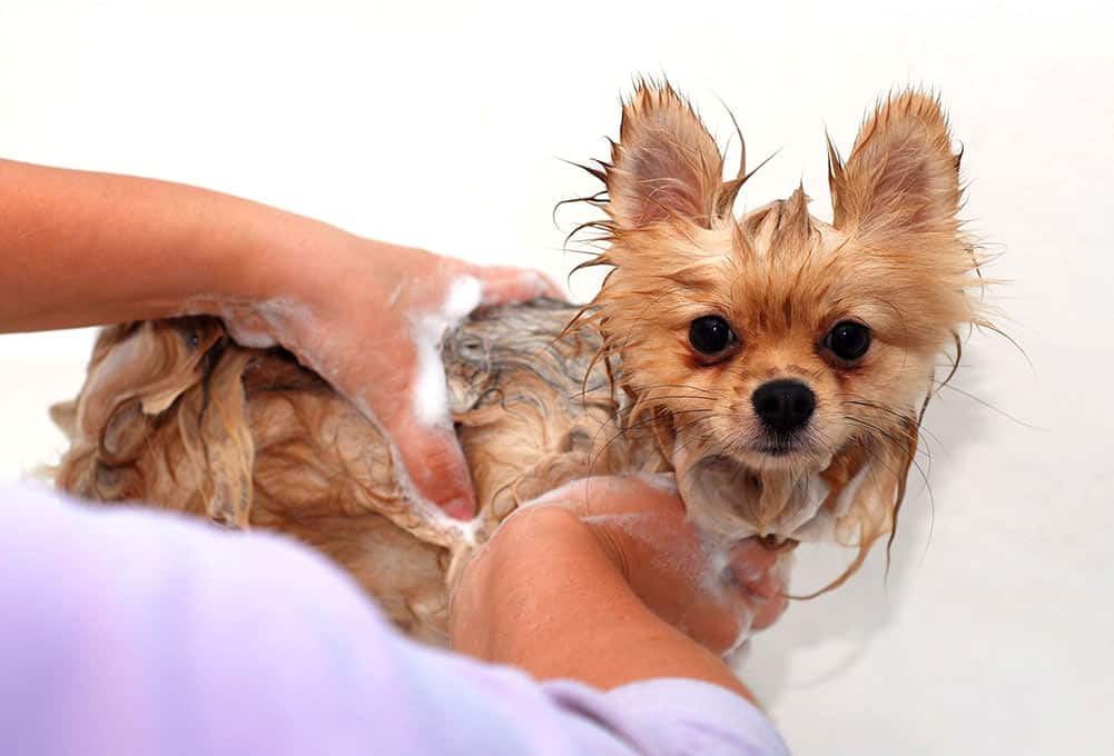bathing and drying a pomeranian