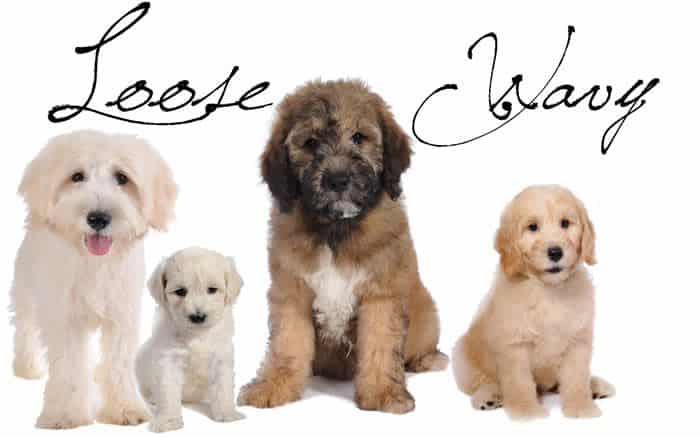 goldendoodle coat types and color