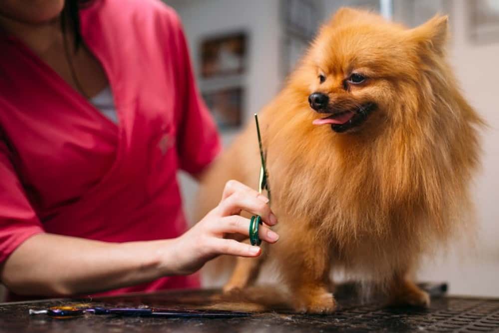 grooming the coat of a pomeranian
