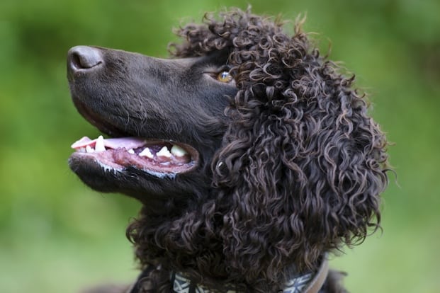how to create round head on curly coated dogs