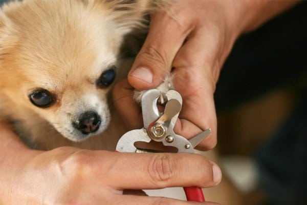 how to cut the nails of your pomeranian