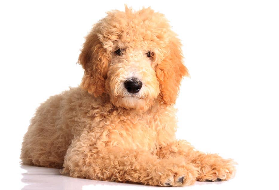 how to groom your goldendoodle at home