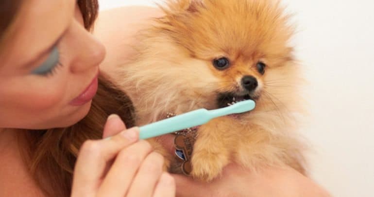 how to keep your pomeranian's teeth healthy