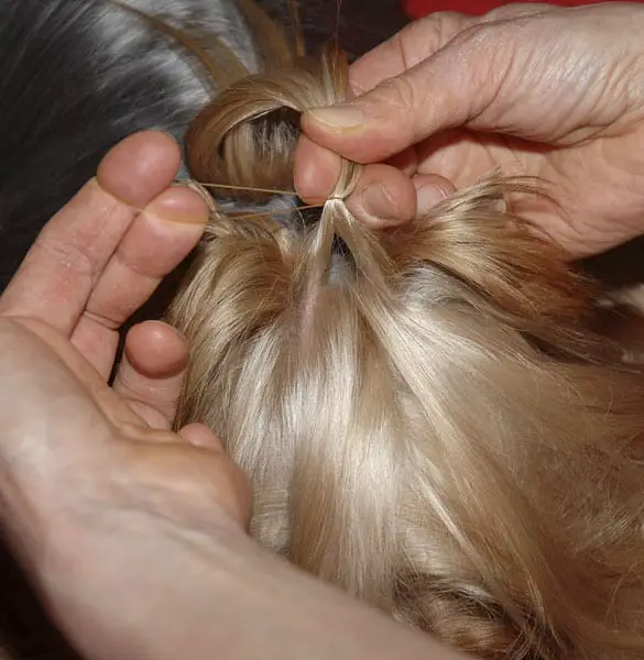 how to tie a top knot on different dog breeds