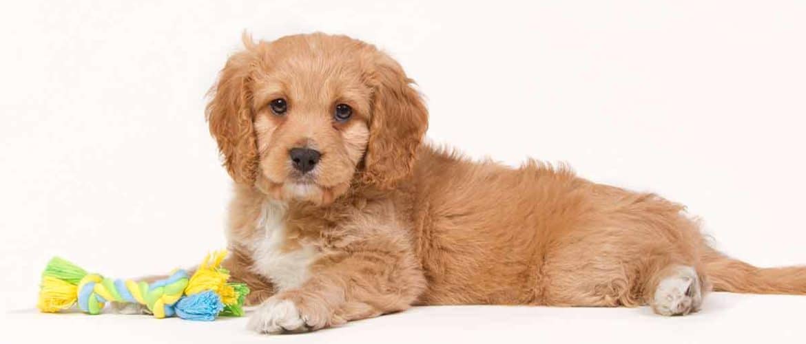 improper coat goldendoodle