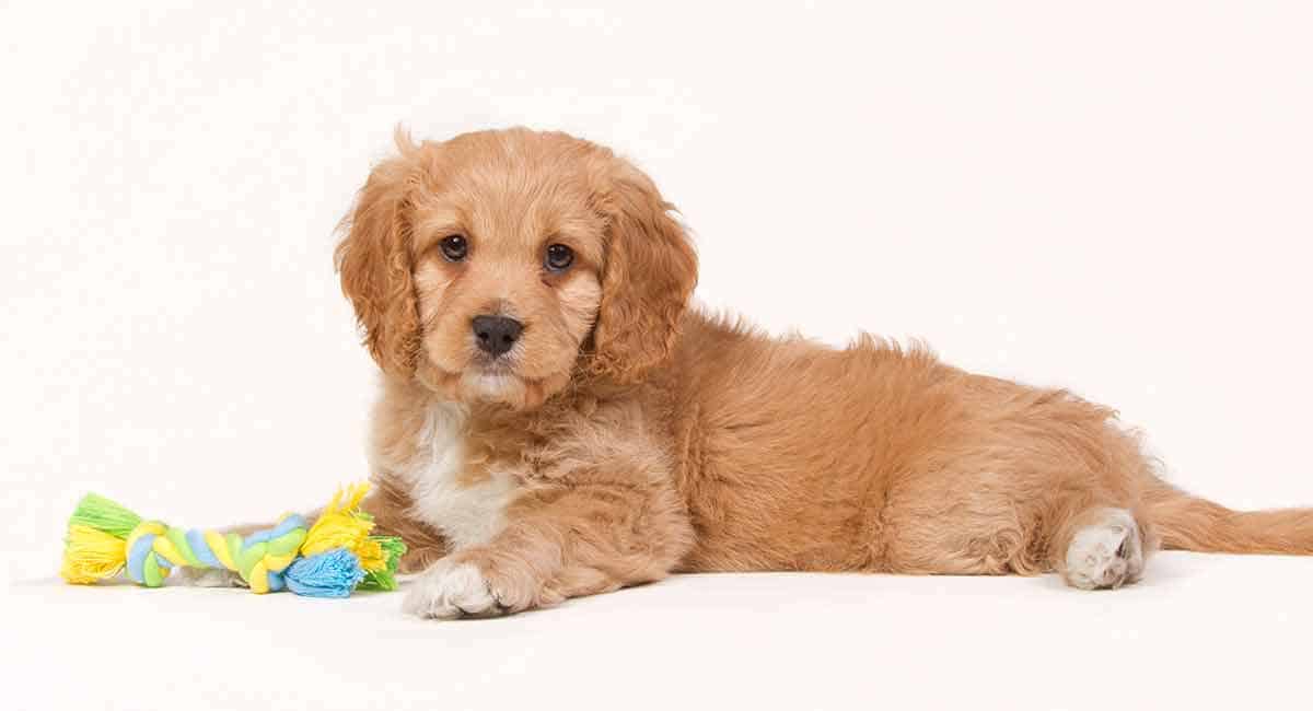 minimize shedding in goldendoodles with gene testing