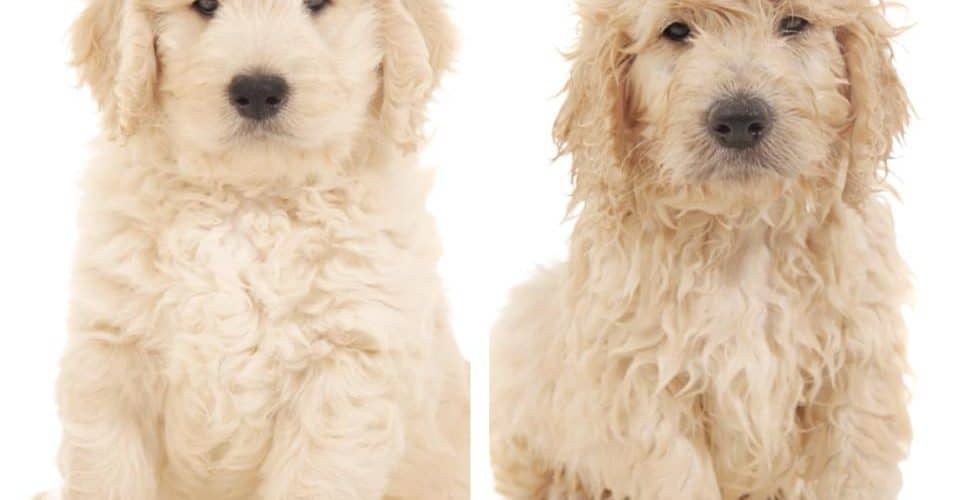 goldendoodle puppy cut