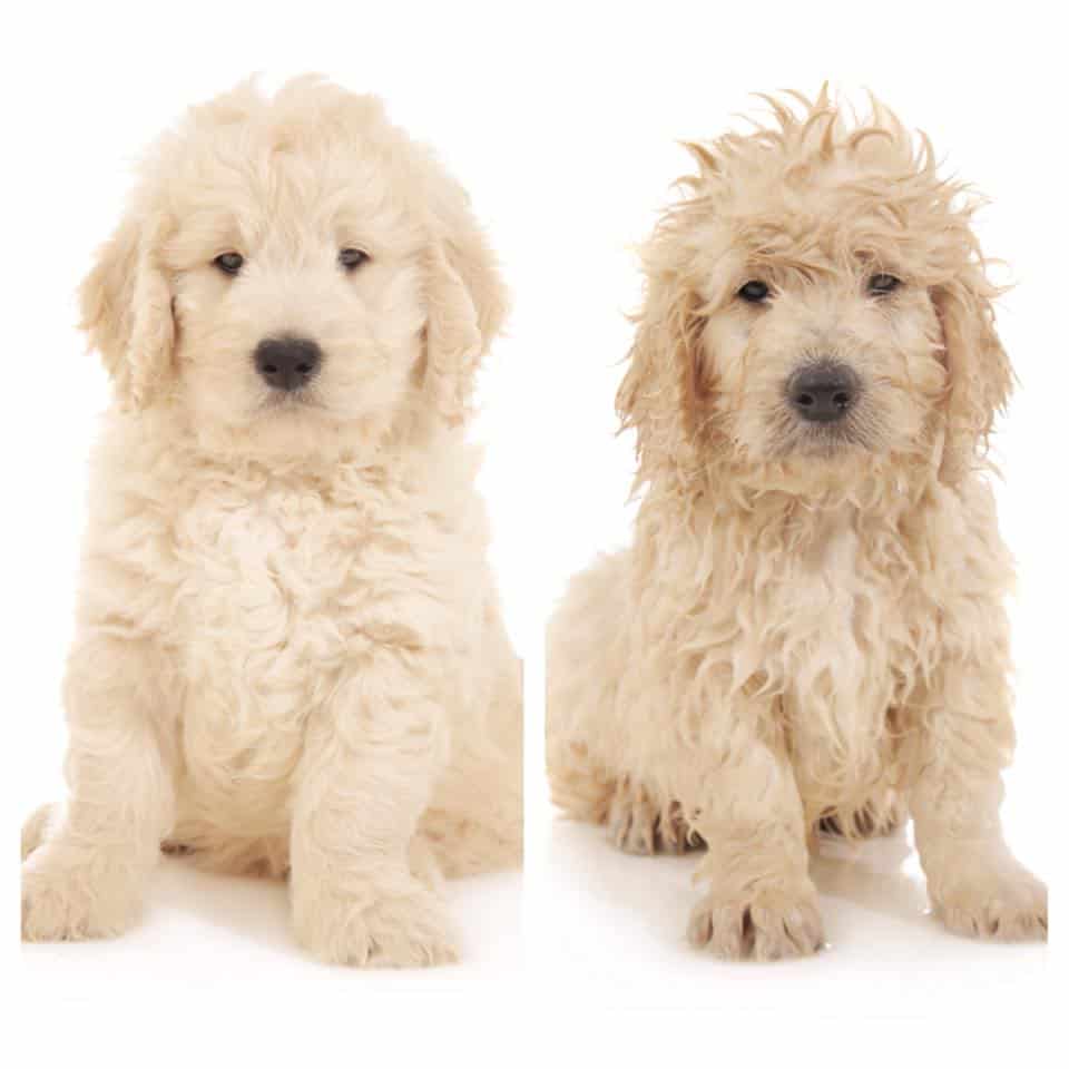 preparing your goldendoodle for professional grooming