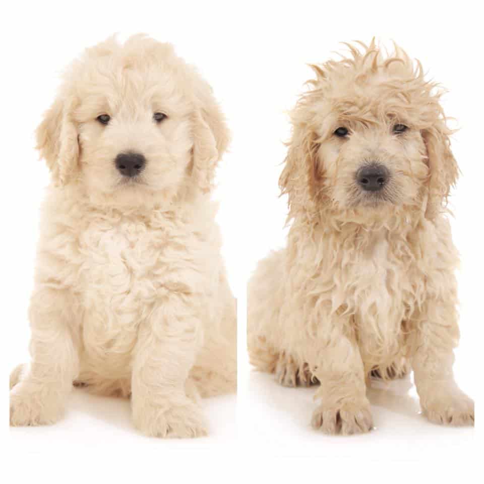 how often do you bathe a goldendoodle puppy