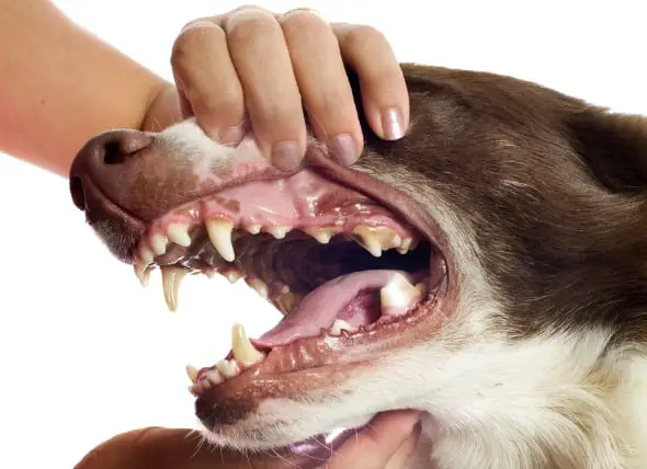 signs that your dog needs dental care