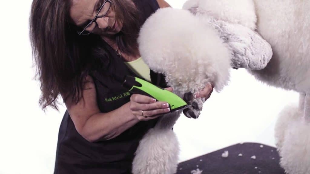 Clipping a Poodle's Feet Step by Step Dog Grooming Tutorial