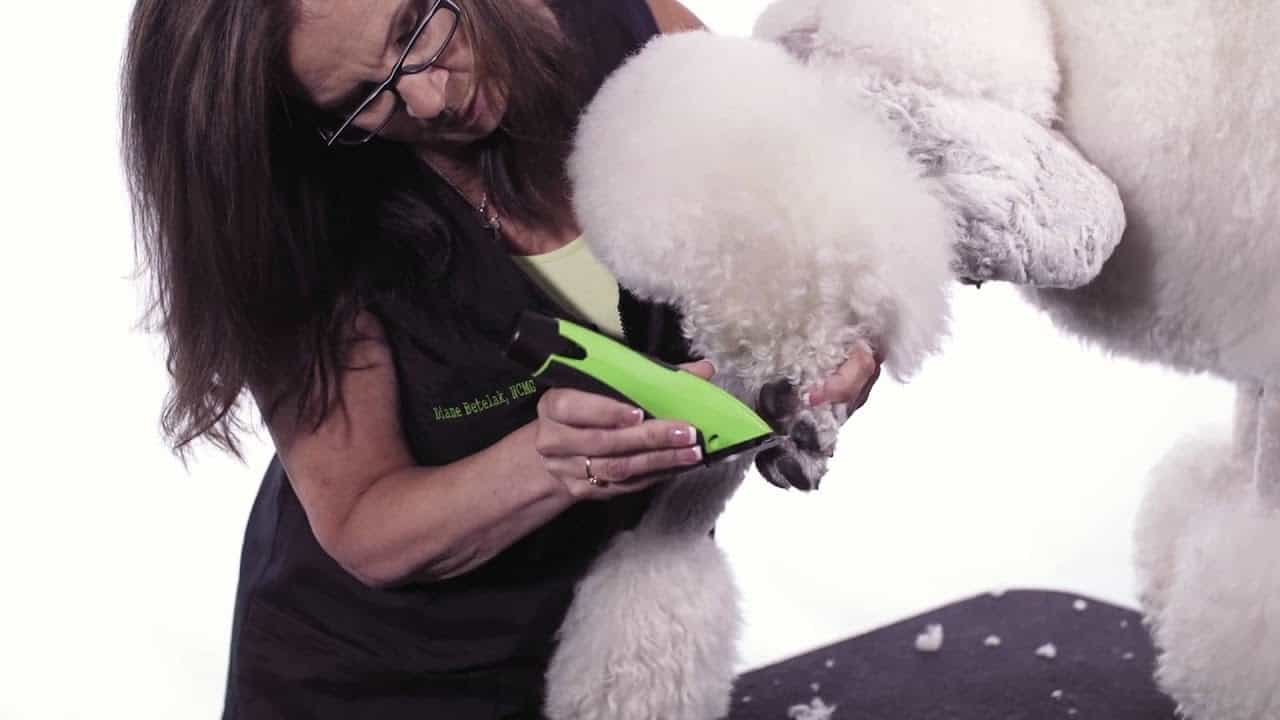 clipping a poodle's feet step by step