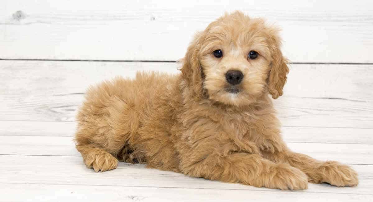 goldendoodle coat care step by step