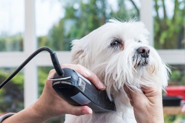how to avoid clipper burn on your dog
