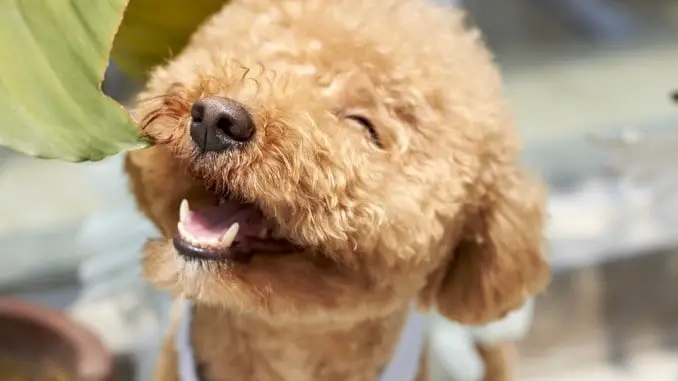 how to clean the teeth of a goldendoodle