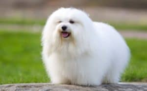 how to groom a coton de tulear