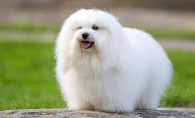 How To Groom A Coton De Tulear Dog Grooming Tutorial