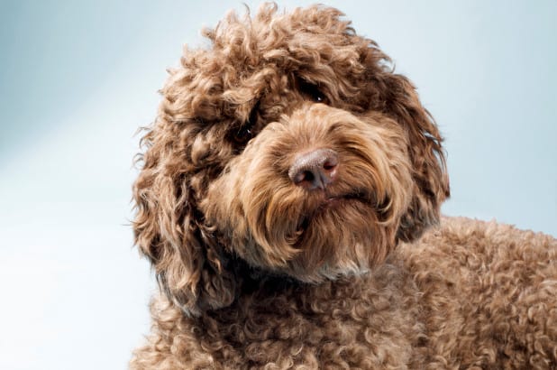 how to groom a labradoodle