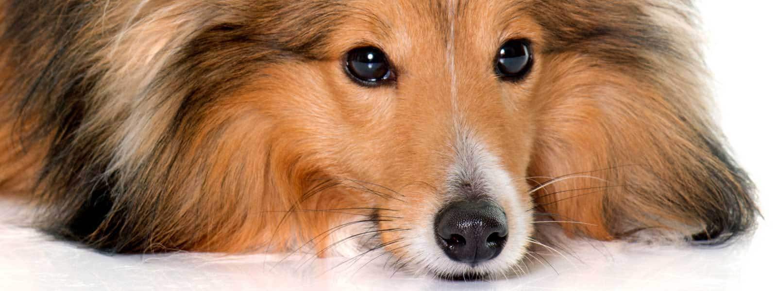 how to groom the coat of your shetland sheepdog