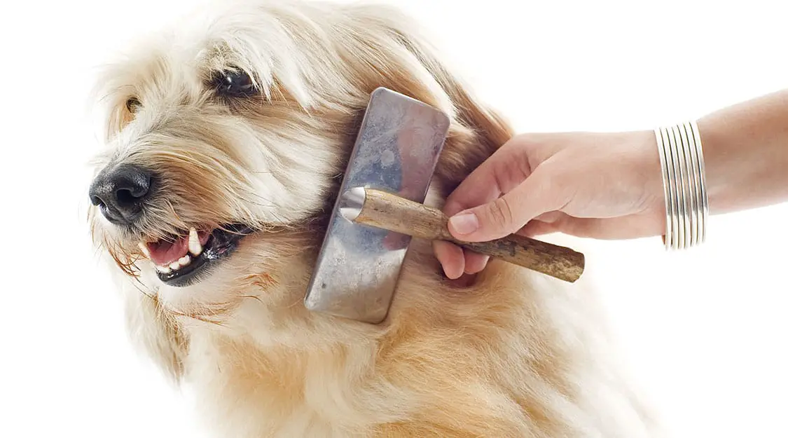 your dog grooming requirements by hair types