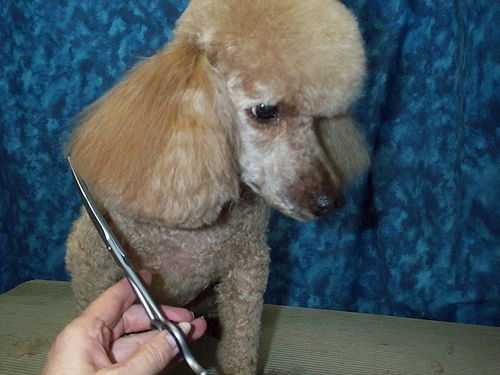 grooming the ears of a poodle