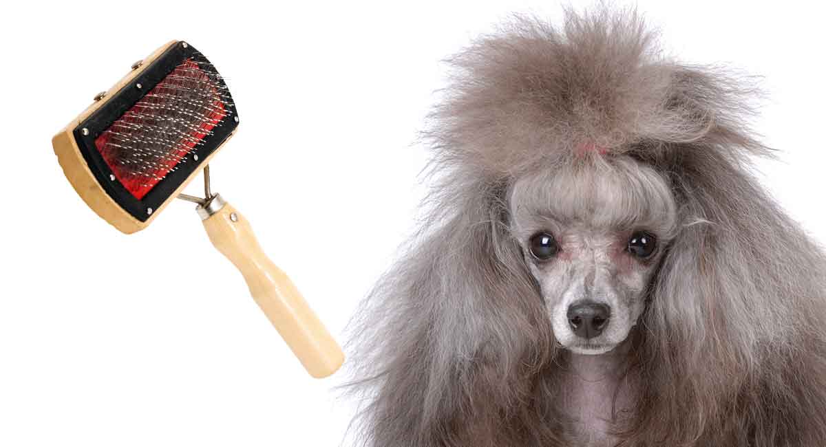 how to brush the show coat of a poodle