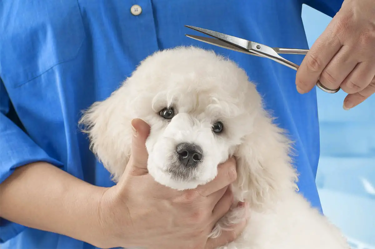 how to clip the neck of a poodle