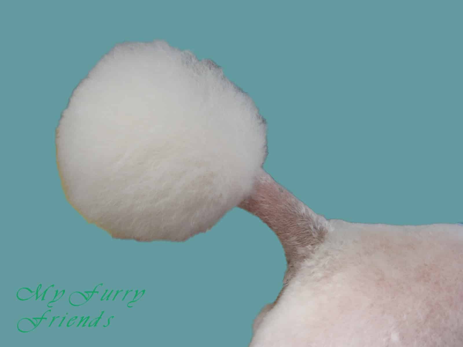 how to groom properly a poodle tail