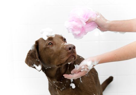 how to train your dog to enjoy bath time