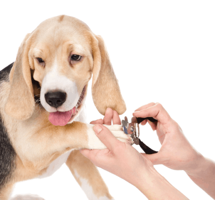 how to train your dog to relax for nail clipping