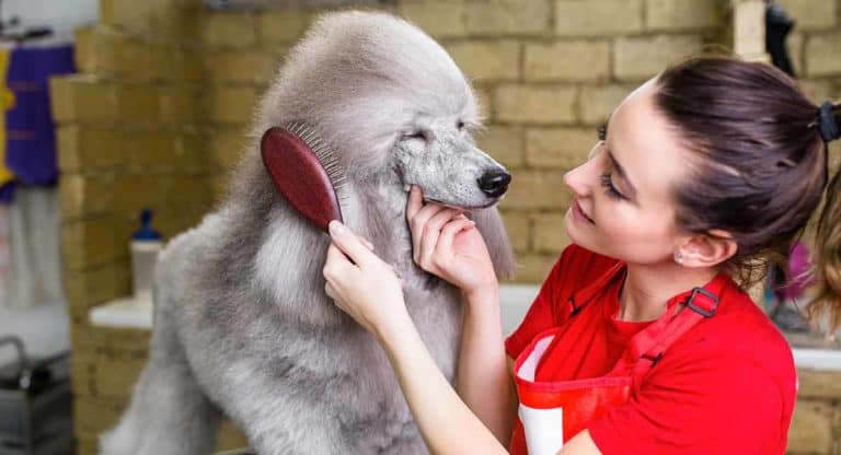 How to Comb and Brush a Pet Poodle | Dog Grooming Tutorial