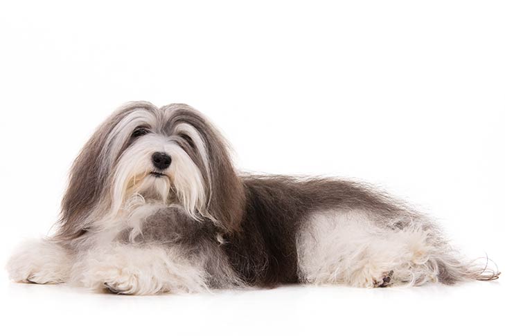 havanese dog long haired