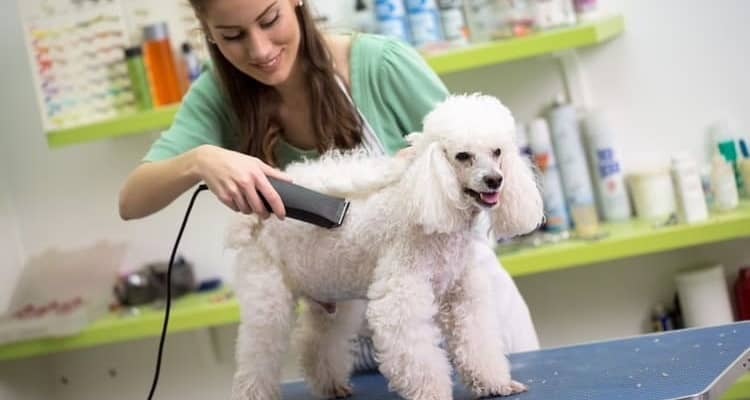 how to maintain adult poodle coat