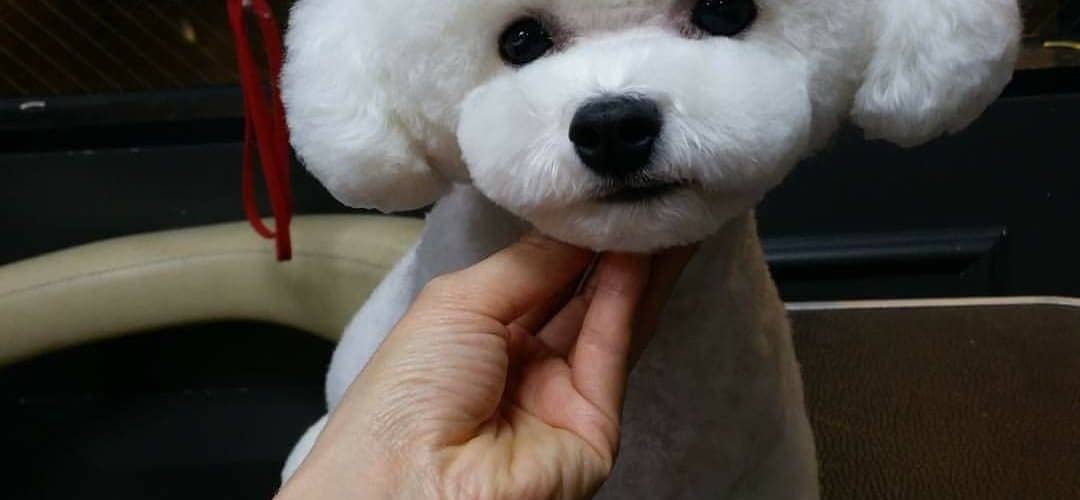 bichon frise panda cut