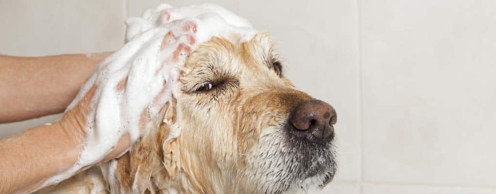 what types of shampoo can be used on dogs