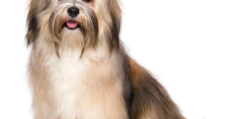 Havanese deals blowing coat