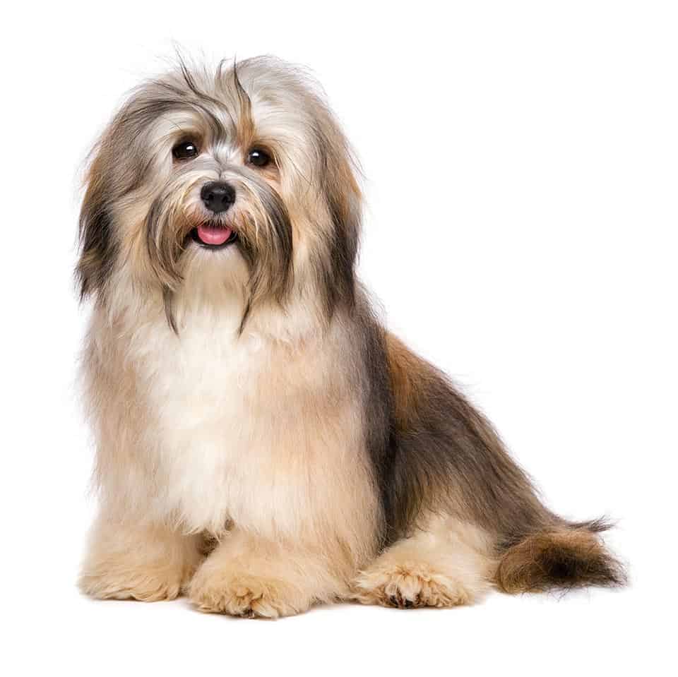 coat care for a havanese