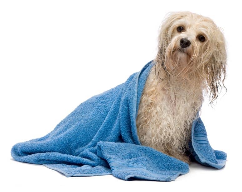 how to bathe your havanese