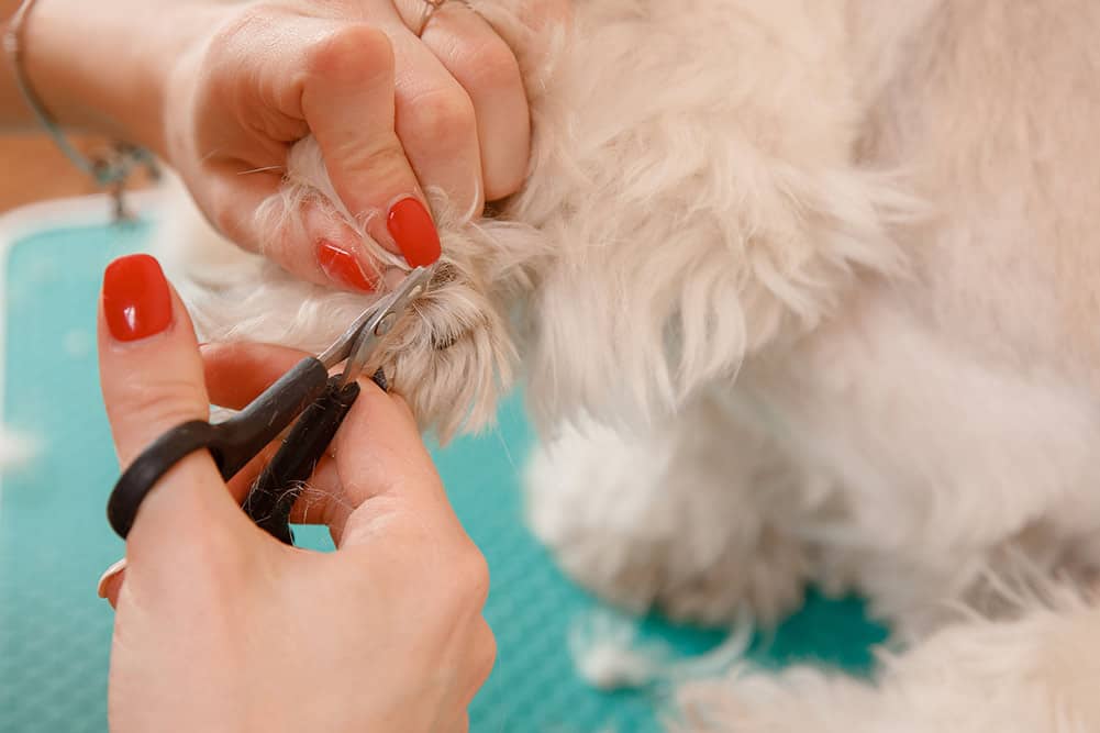 nail care for a havanese puppy