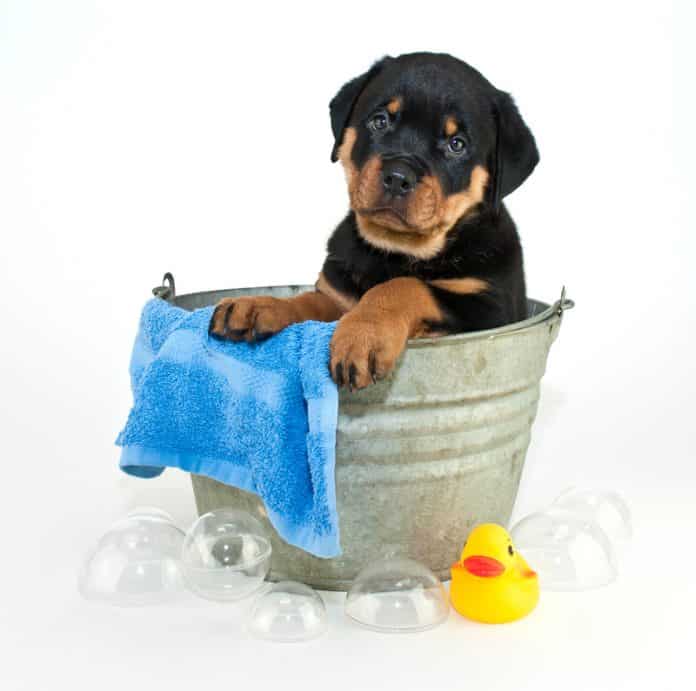 how often should you bathe your rottweiler