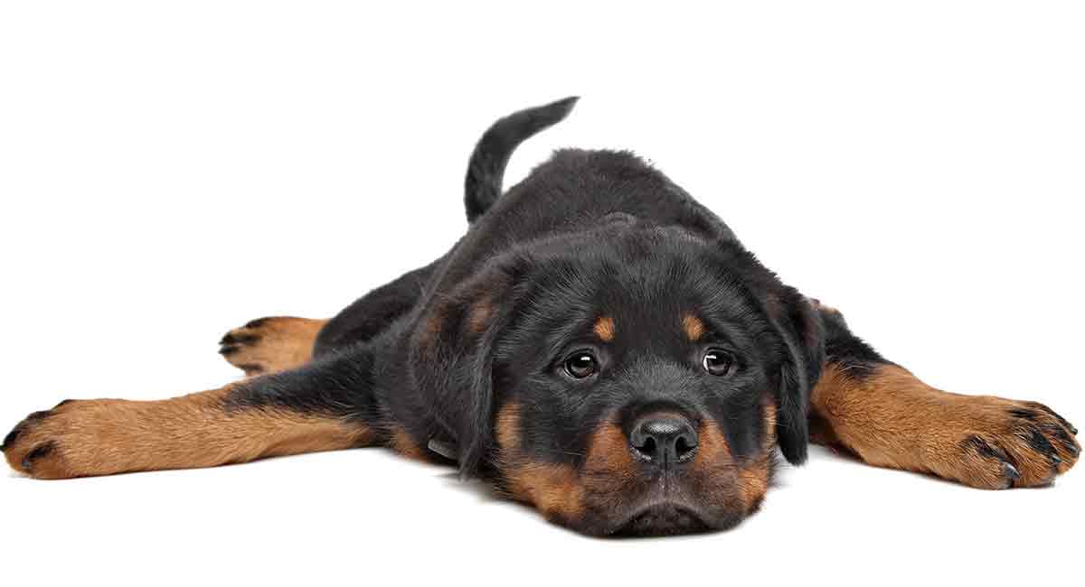 how to brush your rottweilers coat