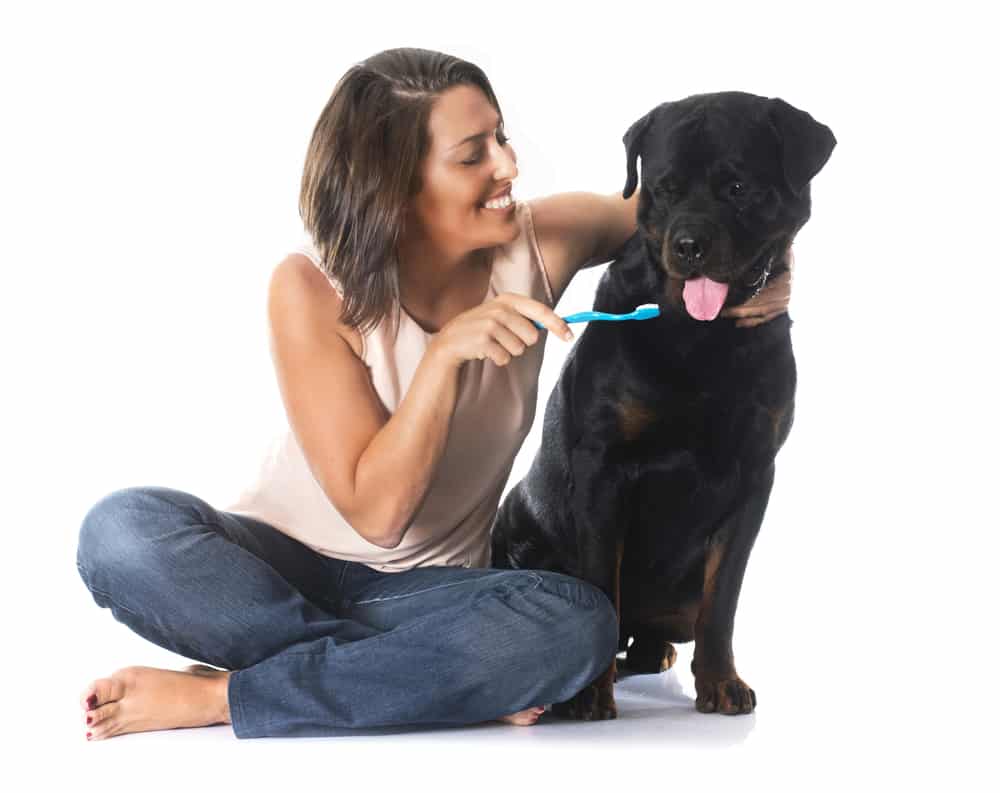 how to brush your rottweiler's teeth