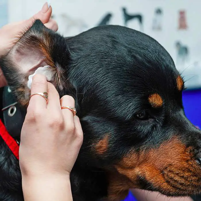 how to clean your rottweiler's ears