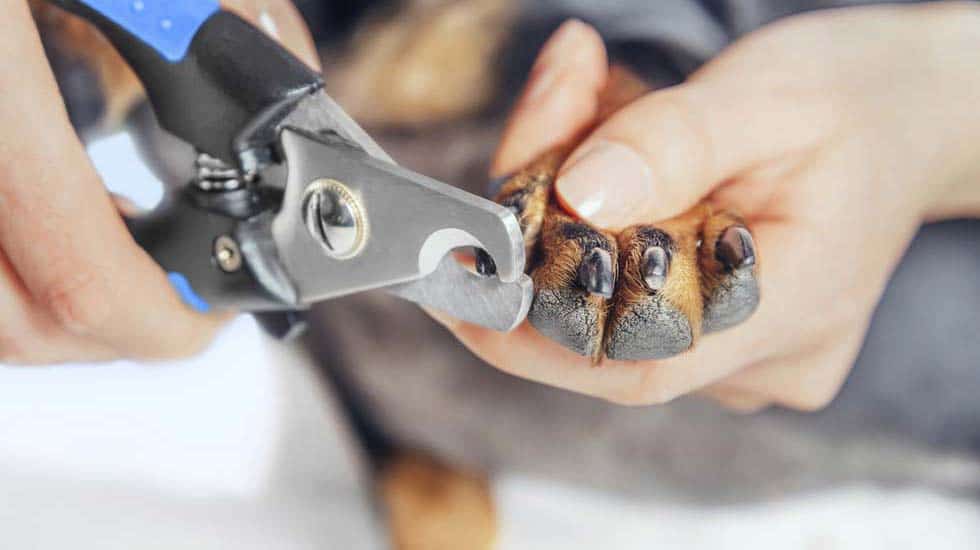 how to cut your rottweiler's nails