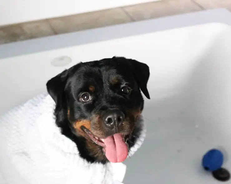 teaching your rottweiler to accept grooming