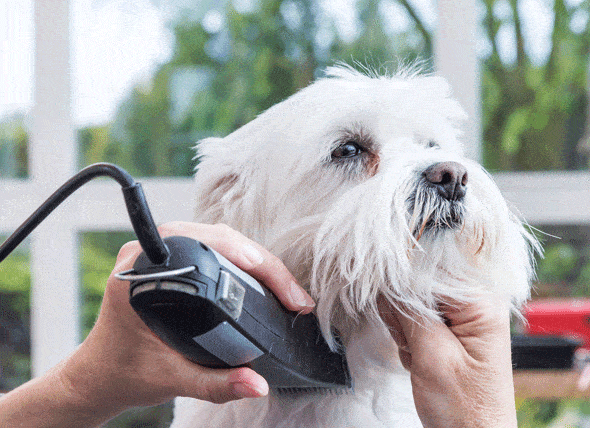 shaved brittany spaniel