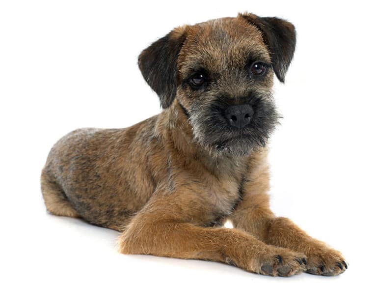 How to Do Hand Stripping on Your Dog Dog Grooming Tutorial